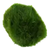 TROPICA - Aegagropila linnaei - In vitro