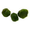 TROPICA - Aegagropila linnaei - In vitro