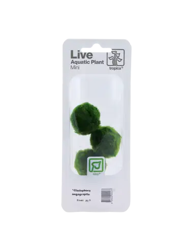 TROPICA - Cladophora...