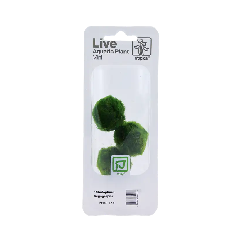 TROPICA - Aegagropila linnaei - In vitro
