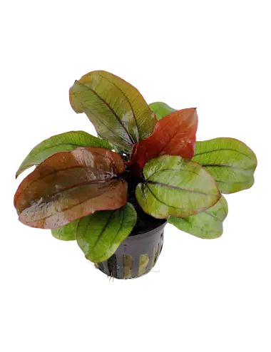 TROPICA - Echinodorus 'Reni' - En pot