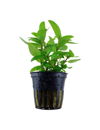 TROPICA - Staurogyne repens - En pot