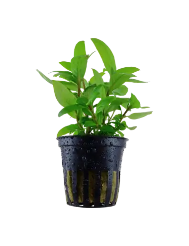 TROPICA - Staurogyne repens - En pot