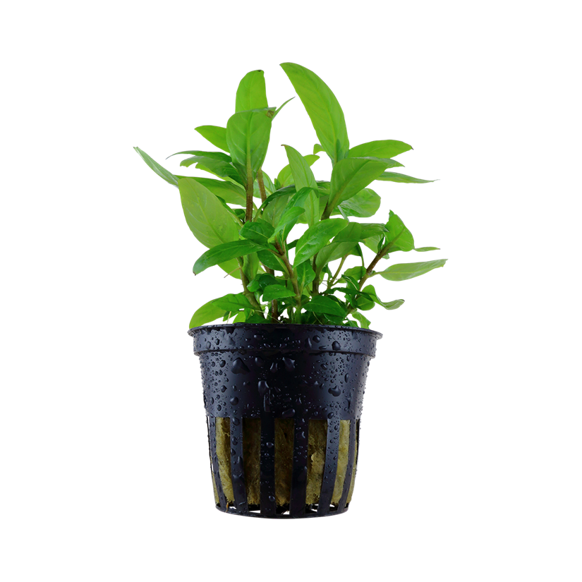 TROPICA - Staurogyne repens - En pot