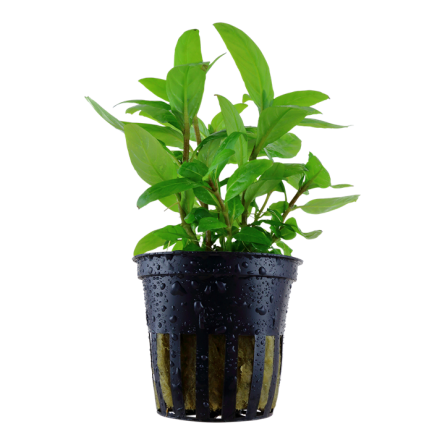 TROPICA - Staurogyne repens - En pot