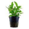 TROPICA - Staurogyne repens - En pot