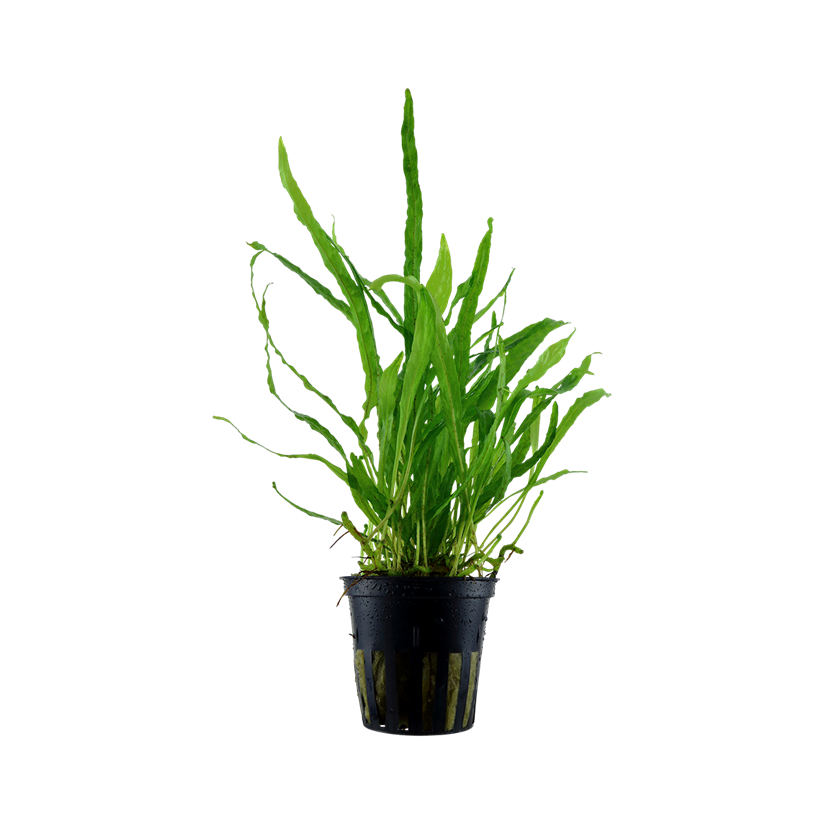 TROPICA - Microsorum pteropus 'Narrow' - In vitro