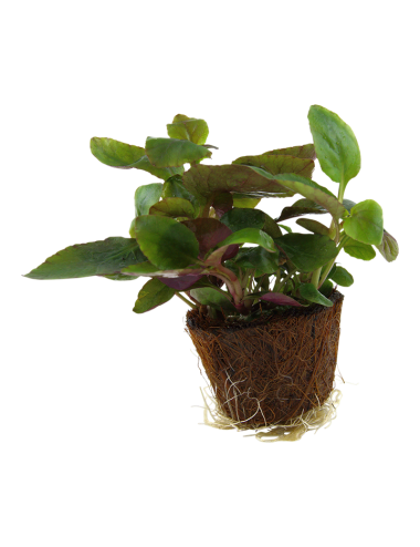 TROPICA - Lobelia cardinalis - En mini pot