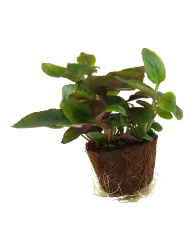 TROPIKA - Lobelia...