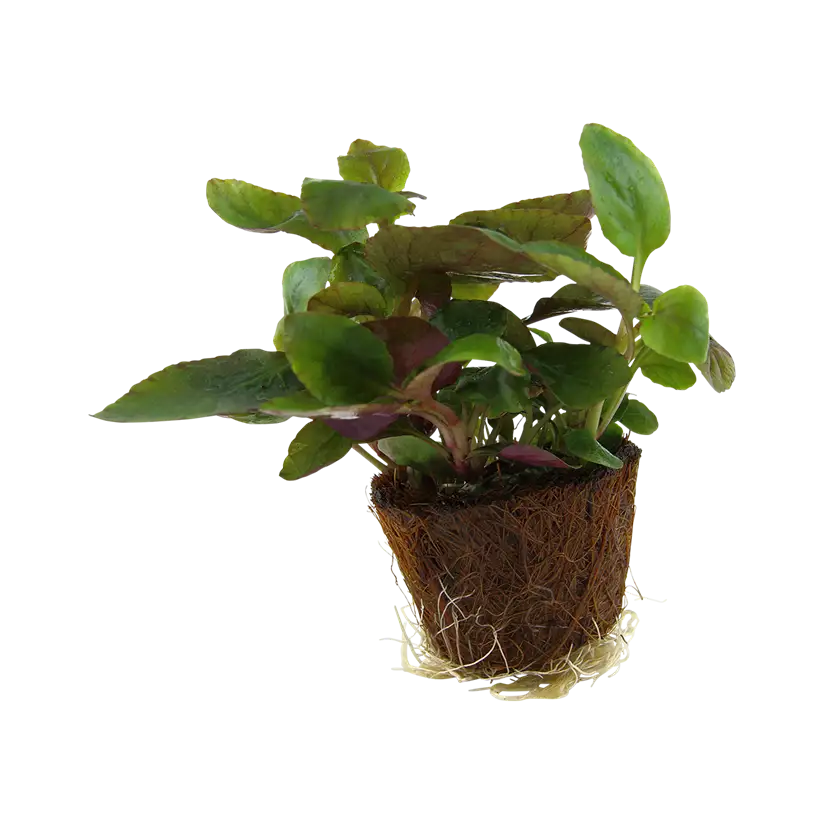 TROPICA - Lobelia cardinalis - En mini pot