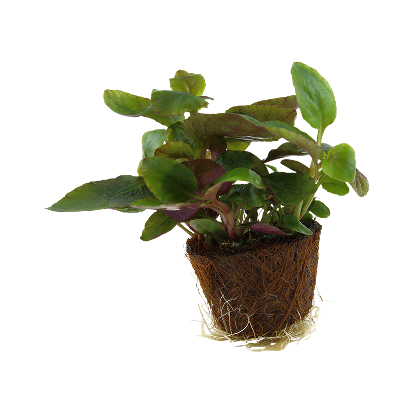 TROPICA - Lobelia cardinalis - En mini pot