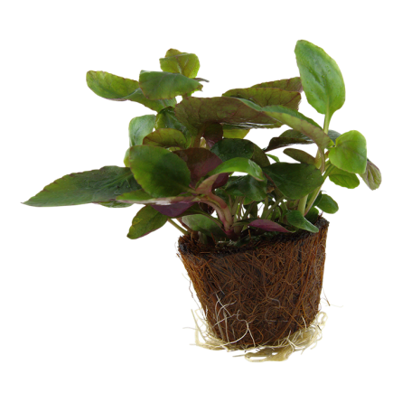 TROPICA - Lobelia cardinalis - En mini pot