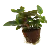 TROPICA - Lobelia cardinalis - En mini pot