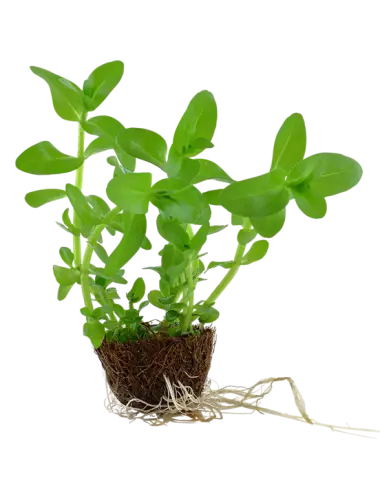 TROPICA - Bacopa...