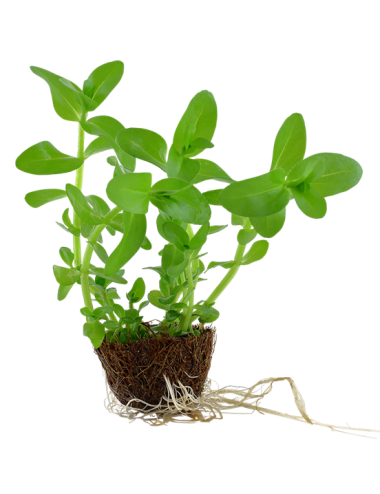 TROPICA - Bacopa caroliniana - En mini pot