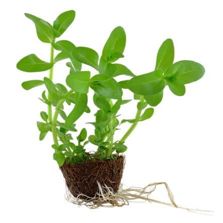 TROPICA - Bacopa caroliniana - En mini pot