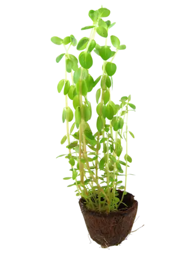 TROPICA - Rotala rotundifolia - En mini pot