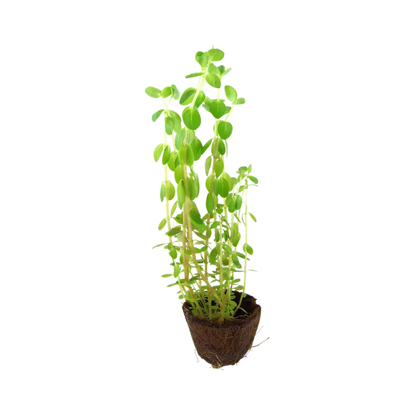 TROPICA - Rotala rotundifolia - En mini pot