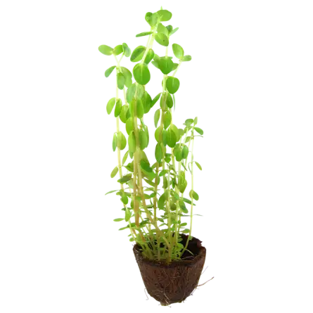 TROPICA - Rotala rotundifolia - En mini pot