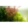 TROPICA - Rotala rotundifolia - En mini pot