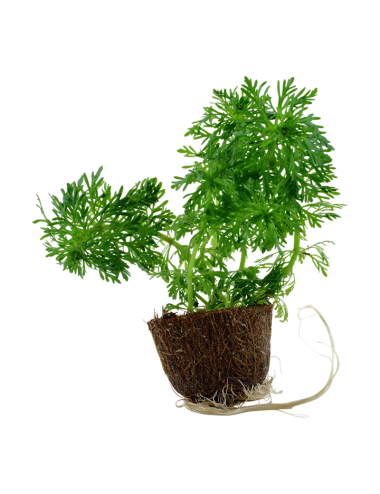 TROPICA - Limnophila...