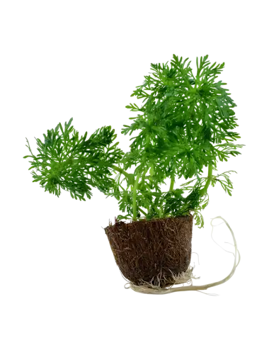 TROPICA - Limnophila...