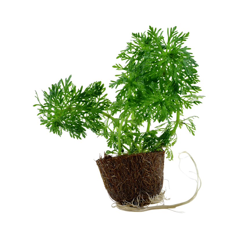 TROPICA - Limnophila sessiliflora - En mini pot