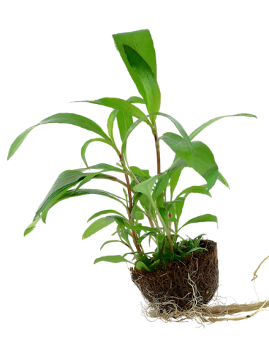 TROPICA - Hygrophila...