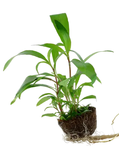 TROPICA - Hygrophila...