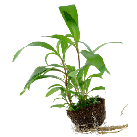 TROPICA - Hygrophila corymbosa 'Siamensis 53B' - En mini pot