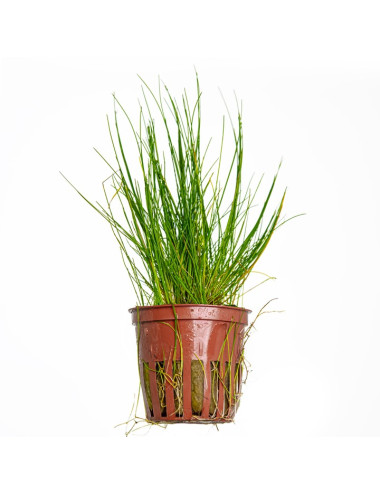 TROPICA - Eleocharis...