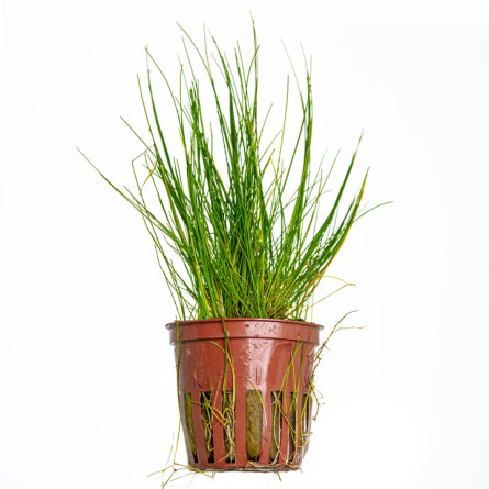 TROPICA - Eleocharis Parvula - En pot