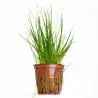 TROPICA - Eleocharis Parvula - En pot