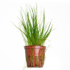 TROPICA - Eleocharis Parvula - En pot