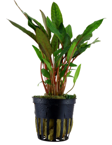 TROPICA - Cryptocoryne...