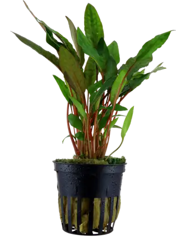 TROPICA - Cryptocoryne...