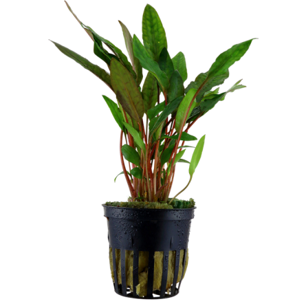 TROPICA - Cryptocoryne beckettii 'Petchii' - En pot TROPICA - Cryptocoryne beckettii 'Petchii' - En pot
