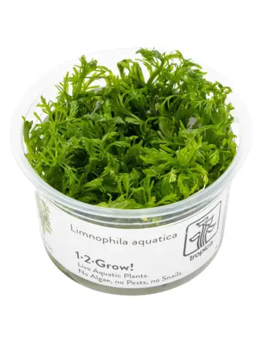 TROPICA - Limnophila...