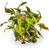 TROPICA - Cryptocoryne undulata 'Broad Leaf' - In vitro