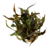 TROPICA - Cryptocoryne undulata 'Broad Leaf' - In vitro