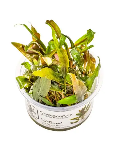 TROPICA - Cryptocoryne...