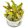 TROPICA - Cryptocoryne undulata 'Broad Leaf' - In vitro