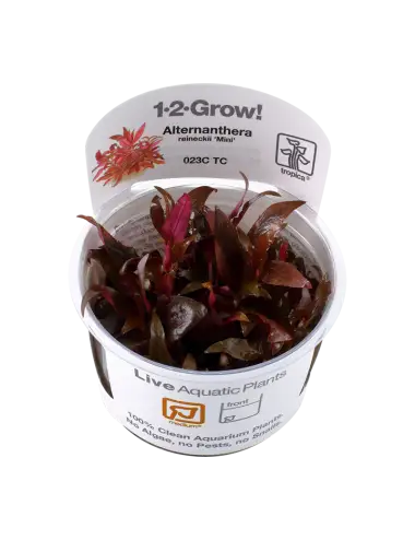 TROPICA - Alternanthera...