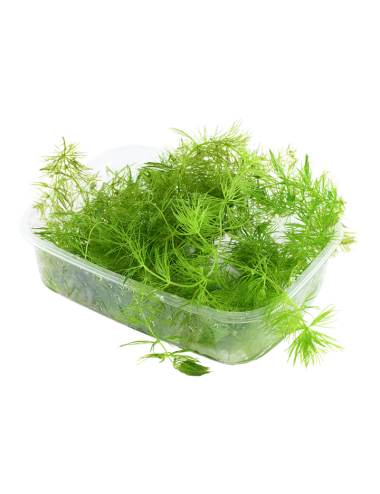 TROPICA - Ceratophyllum demersum - En barquette