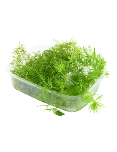 TROPICA - Ceratophyllum...