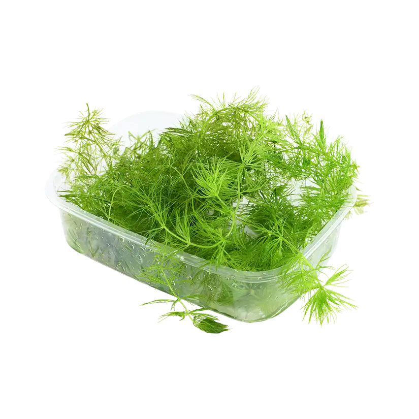 TROPICA - Ceratophyllum demersum - En barquette