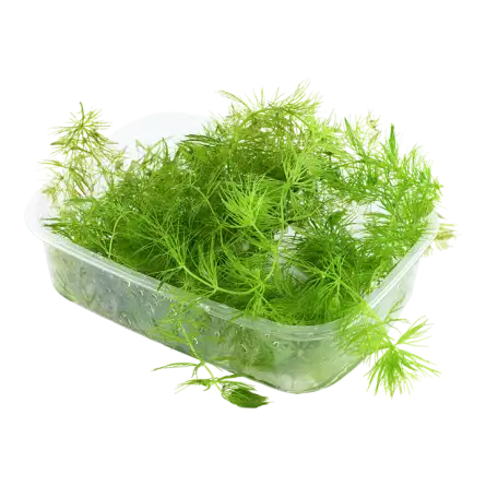 TROPICA - Ceratophyllum demersum - En barquette