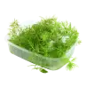 TROPICA - Ceratophyllum demersum - En barquette