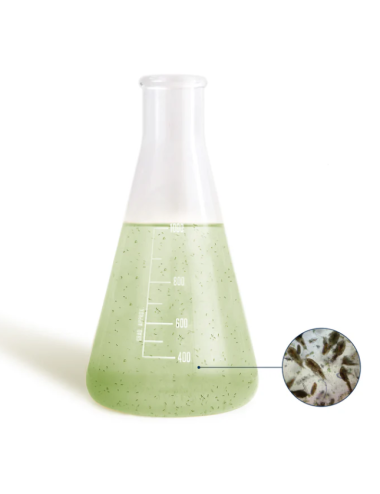 BEA - Mésocosme -  Zooplancton marin - 1L