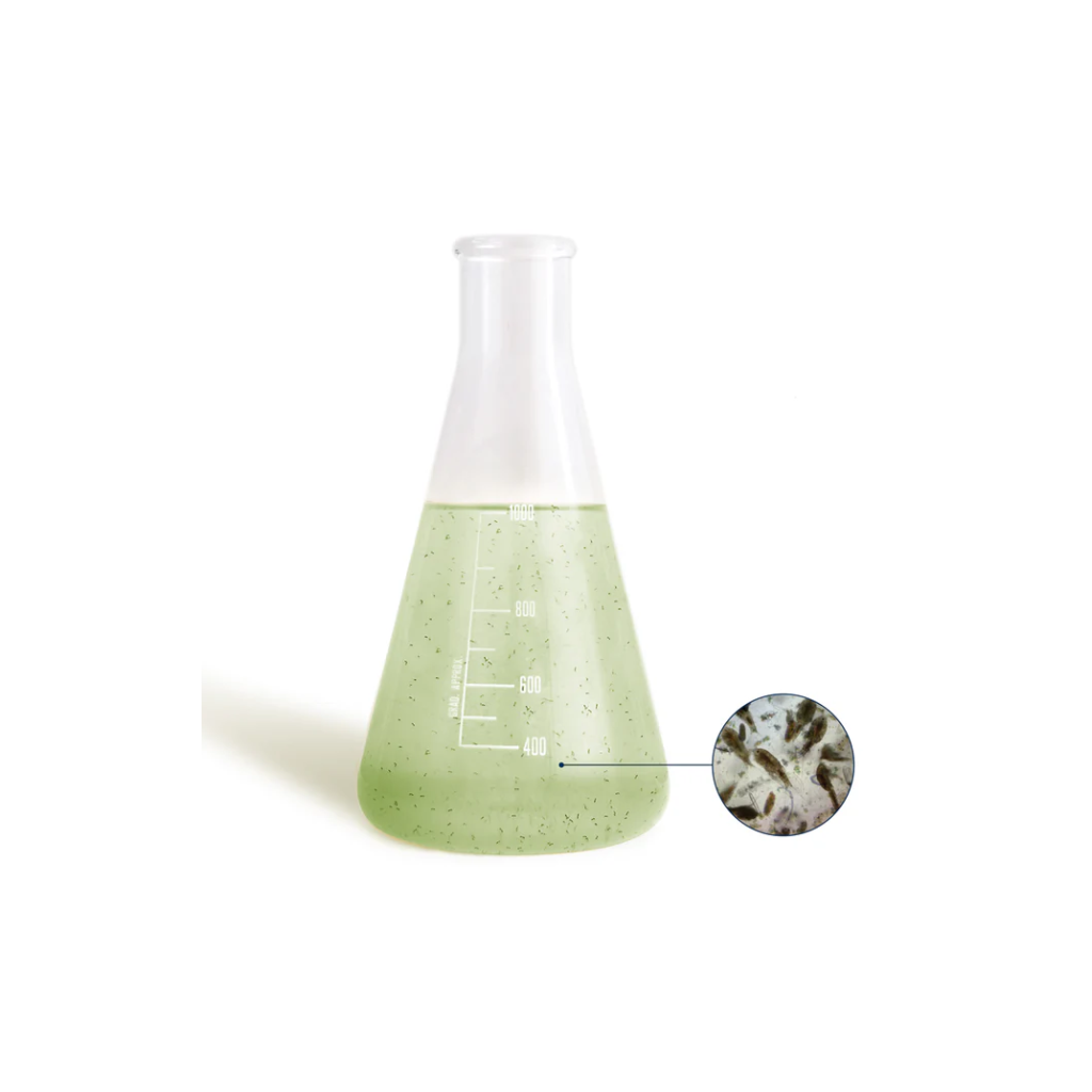 BEA - Mésocosme -  Zooplancton marin - 1L